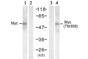 Western blot analysis of extracts from HT-29 cells treated with UV (20min), using Myc (Ab-358) antibody (E021035, Lane 1 and 2) and Myc (phospho-Thr358) antibody (E011035, Lane 3 and 4). (c-MYC 抗体  (pThr358))