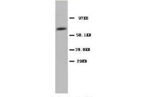 Western Blotting (WB) image for anti-Prostaglandin-Endoperoxide Synthase 1 (Prostaglandin G/H Synthase and Cyclooxygenase) (PTGS1) (N-Term) antibody (ABIN1106880)