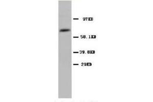 Western blot analysis of rat testicle tissue lysis using COX1 antibody (PTGS1 抗体  (N-Term))