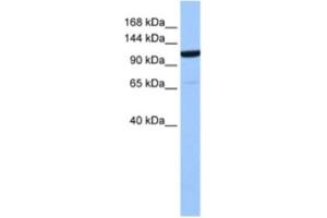 Western Blotting (WB) image for anti-Nucleoporin 155kDa (NUP155) antibody (ABIN2463582) (NUP155 抗体)