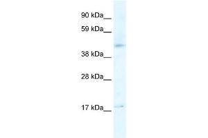 WB Suggested Anti-HTR1F Antibody Titration:  2. (HTR1F 抗体  (N-Term))