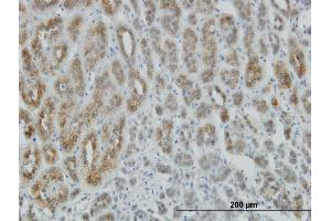 Immunoperoxidase of monoclonal antibody to AEBP1 on formalin-fixed paraffin-embedded human adrenal gland. (AEBP1 抗体  (AA 912-1013))
