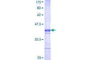 MAF Protein (AA 304-403) (GST tag)
