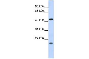 WB Suggested Anti-ING3 Antibody Titration:  0. (ING3 抗体  (Middle Region))