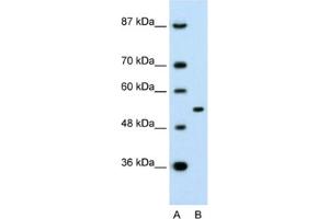 Western Blotting (WB) image for anti-Amyloid beta (A4) Precursor Protein-Binding, Family A, Member 1 (APBA1) antibody (ABIN2463761) (APBA1 抗体)