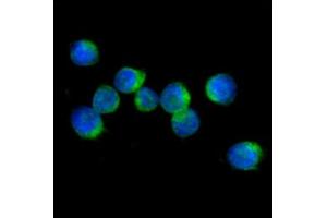 ICC/IF analysis of IL32 in Jurkat cells line, stained with DAPI (Blue) for nucleus staining and monoclonal anti-human IL32 antibody (1:100) with goat anti-mouse IgG-Alexa fluor 488 conjugate (Green). (IL32 抗体  (AA 1-131))