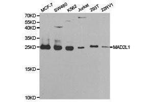 Western Blotting (WB) image for anti-MAD2 Mitotic Arrest Deficient-Like 1 (Yeast) (MAD2L1) antibody (ABIN1875409) (MAD2L1 抗体)