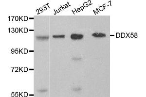 Western blot analysis of extracts of various cell lines, using DDX58 antibody (ABIN5970201) at 1/1000 dilution. (DDX58 抗体)