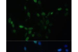 Immunofluorescence analysis of NIH/3T3 cells using SMAD9 Polyclonal Antibody at dilution of 1:100. (SMAD9 抗体)