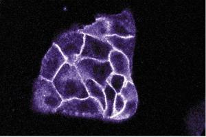 Immunofluorescence staining of MDCK cells (canine kidney, ATCC CCL-34). (ITGA3 抗体  (AA 110-325))