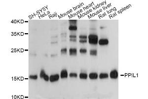 Western blot analysis of extracts of various cell lines, using PPIL1 antibody. (PPIL1 抗体)