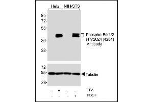 Western blot analysis of extracts from Hela cells, untreated or treated with T (200nM), and NIH/3T3 cells, untreated or treated with PDGF (100 ng/mL), using Phospho-Erk1/2(Thr202/Tyr204) Antibody (upper) or Tubulin (lower). (ERK1/2 抗体  (pThr202, pTyr204))