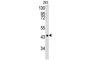 Western blot analysis of SPB3 antibody (N-term) in 293 cell line lysates (35ug/lane). (SERPINB3 抗体  (N-Term))