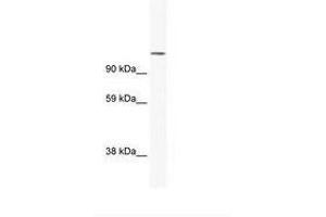 Image no. 1 for anti-Nuclear Factor of Activated T-Cells, Cytoplasmic, Calcineurin-Dependent 2 (NFAT1) (N-Term) antibody (ABIN202952)