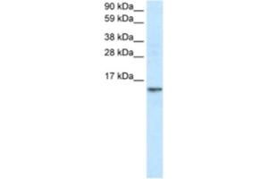Western Blotting (WB) image for anti-Fatty Acid Binding Protein 7, Brain (FABP7) antibody (ABIN2460822) (FABP7 抗体)