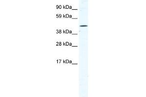 TTC19 antibody (20R-1154) used at 0. (TTC19 抗体  (N-Term))