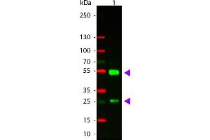 WB - Goat IgG (H&L) Antibody CY3 Conjugated Pre-Adsorbed Western Blot of Donkey anti-Goat IgG Cy3 Conjugated Antibody. (驴 anti-山羊 IgG Antibody (Cy3) - Preadsorbed)