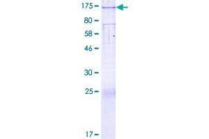 SLC39A10 Protein (AA 1-831) (GST tag)