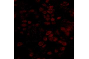 Immunofluorescence (IF) image for anti-BRCA2 and CDKN1A Interacting Protein (BCCIP) (AA 300-350) antibody (ABIN7448933) (BCCIP 抗体  (AA 300-350))