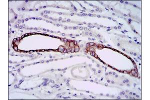 Immunohistochemistry (IHC) image for anti-BPI Fold Containing Family A, Member 2 (BPIFA2) antibody (ABIN1847198) (BPIFA2 抗体)