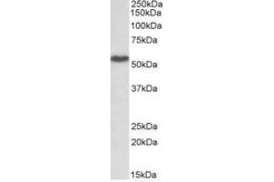 Antibody (1µg/ml) staining of Peripheral Blood Lymphocytes lysate (35µg protein in RIPA buffer). (LSP1 抗体  (Internal Region))