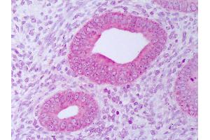 Anti-PDIA3 / ERp57 antibody IHC of human uterus, endometrium. (PDIA3 抗体  (Biotin))