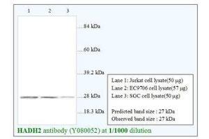 Image no. 1 for anti-Hydroxysteroid (17-Beta) Dehydrogenase 10 (HSD17B10) antibody (ABIN791372)