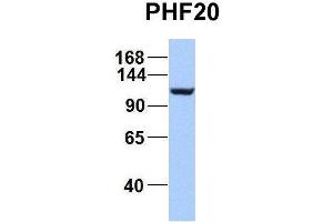 Host:  Rabbit  Target Name:  EGFL8  Sample Type:  Hela  Antibody Dilution:  1. (PHF20 抗体  (C-Term))