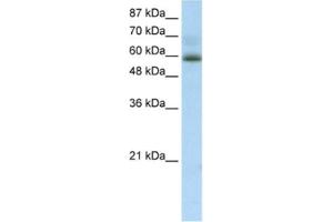 Western Blotting (WB) image for anti-Zinc Finger Protein 307 (ZKSCAN4) antibody (ABIN2461253) (ZKSCAN4 抗体)
