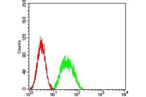 Flow cytometric analysis of SK-OV-3 cells using PAX8 mouse mAb (green) and negative control (red). (PAX8 抗体  (AA 300-450))