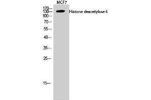 Western Blotting (WB) image for anti-Histone Deacetylase 6 (HDAC6) (C-Term) antibody (ABIN3185016) (HDAC6 抗体  (C-Term))