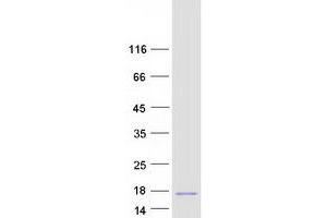 Western Blotting (WB) image for Nuclear Protein, Transcriptional Regulator, 1 (NUPR1) (Transcript Variant 2) protein (Myc-DYKDDDDK Tag) (ABIN2727829)