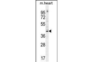 Western blot analysis in mouse heart tissue lysates (35ug/lane). (ZBTB42 抗体  (N-Term))