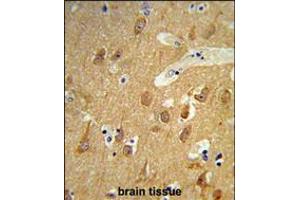 Formalin-fixed and paraffin-embedded human brain tissue reacted with TSPAN12 Antibody , which was peroxidase-conjugated to the secondary antibody, followed by DAB staining. (TSPAN12 抗体  (C-Term))