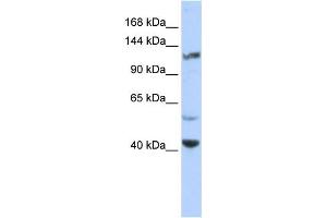 Western Blotting (WB) image for anti-Potassium Voltage-Gated Channel, Subfamily H (Eag-Related), Member 3 (Kcnh3) antibody (ABIN2458267)