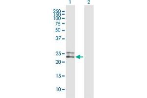 Western Blot analysis of CD300C expression in transfected 293T cell line by CD300C MaxPab polyclonal antibody.