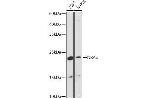 Western blot analysis of extracts of various cell lines, using NRAS antibody (ABIN7267532) at 1:1000 dilution. (GTPase NRas 抗体  (AA 1-189))