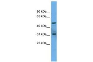 Image no. 1 for anti-Adenylate Cyclase Activating Polypeptide 1 (Pituitary) Receptor Type I (ADCYAP1R1) (AA 343-392) antibody (ABIN6746716) (ADCYAP1R1 抗体  (AA 343-392))
