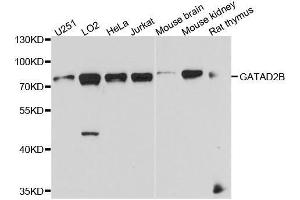 GATAD2B anticorps  (AA 1-120)