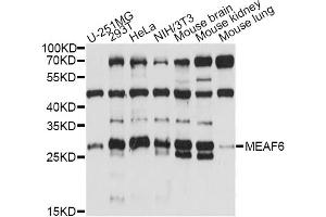 Western blot analysis of extracts of various cell lines, using MEAF6 antibody (ABIN6293312) at 1:1000 dilution. (MEAF6 抗体)