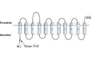 Representative domain view of the target of ABIN7885486.