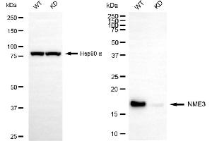 Western blotting analysis using NME3 antibody (ABIN7799612). (Recombinant NME3 抗体)