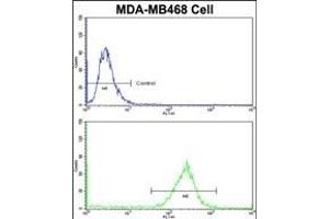 Flow cytometric analysis of MDA-M cells using PRDX3 Antibody (N-term)(bottom histogram) compared to a negative control cell (top histogram)FITC-conjugated goat-anti-rabbit secondary antibodies were used for the analysis. (Peroxiredoxin 3 抗体  (N-Term))