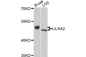 Western blot analysis of extracts of various cell lines, using LILRA2 antibody (ABIN5972530) at 1/1000 dilution. (LILRA2 抗体)