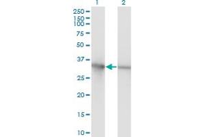 Western Blotting (WB) image for anti-Proliferating Cell Nuclear Antigen (PCNA) (AA 1-261) antibody (ABIN562135)