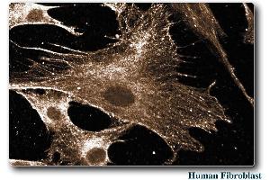 Human Fibroblast (RAC1 抗体)