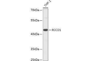 Western blot analysis of extracts of THP-1 cells, using RCCD1 antibody (ABIN7269882) at 1:1000 dilution. (RCCD1 抗体  (AA 230-360))