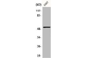 Western Blot analysis of COS7 cells using Calregulin Polyclonal Antibody (Calreticulin 抗体  (N-Term))