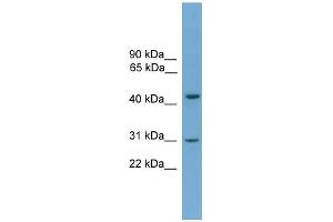 WB Suggested Anti-APOL5 Antibody Titration: 0. (Apolipoprotein L 5 抗体  (C-Term))