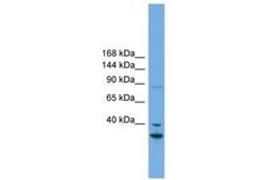 Image no. 1 for anti-Follistatin-Like 5 (FSTL5) (AA 719-768) antibody (ABIN6744177) (FSTL5 抗体  (AA 719-768))